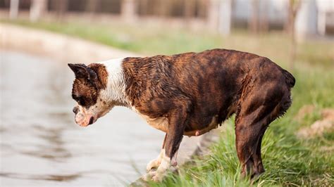 Training Your Boxer to Be a Therapy Dog- Can You Do It? - YouTube