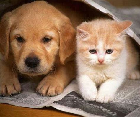 20 best Cute Kittens and Puppies together! images on Pinterest | Fluffy pets, Baby puppies and ...