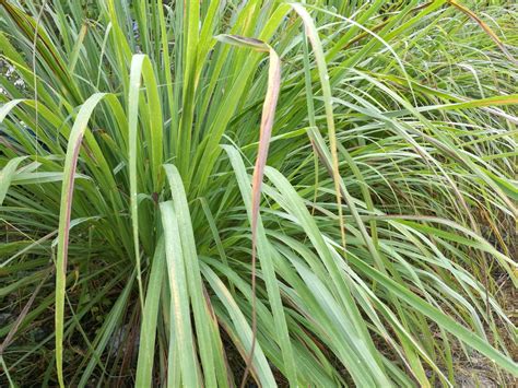 Serai (Cymbopogon citratus) - Ciri-Ciri Klasifikasi dan Morfologi Tanaman