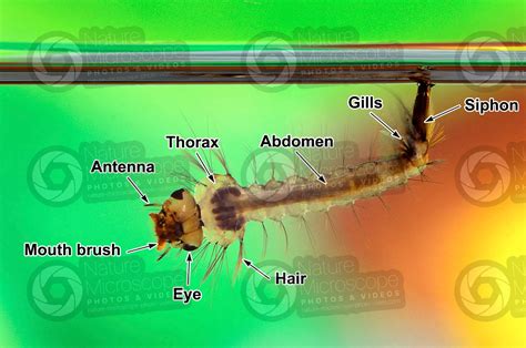 Culex pipiens. Common house mosquito. Larva - Development of Culex ...