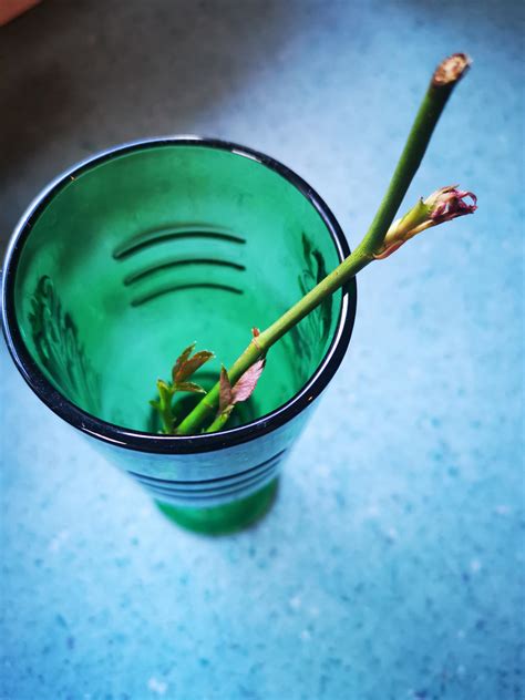 So i stuck a rose stem in water.... : r/Roses