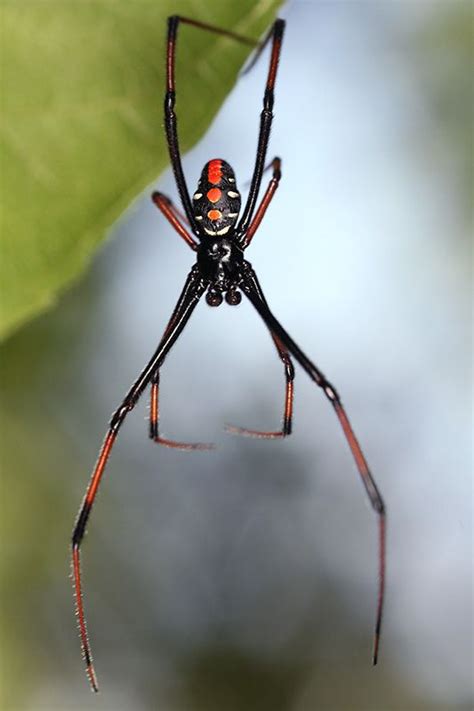 male black widow (myriorama) Tags: male spider latrodectus theridiidae araneomorphae ...