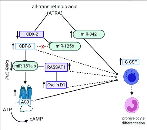 | Potential pathways by which the semi-synthetic all-trans retinoic... | Download Scientific Diagram