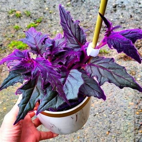 Purple Passion Plant Care and Growing Guide