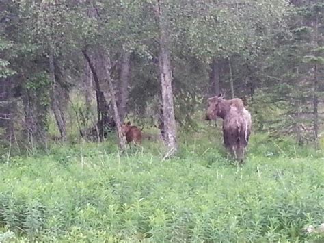 Mama and baby moose! | Moose, Alaska, Animals