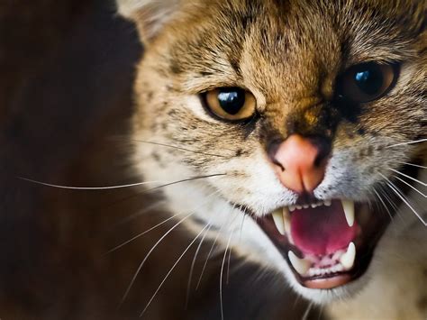 Angry Cat | HD Wallpapers