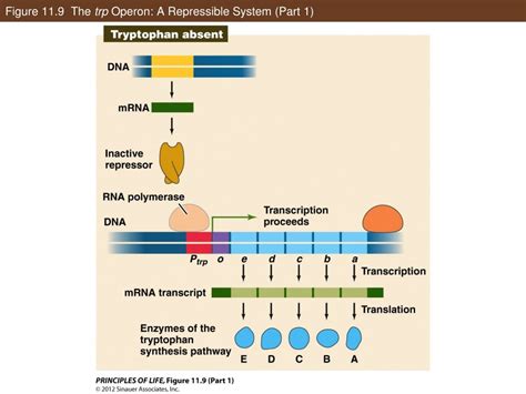 PPT - Regulation of Gene Expression PowerPoint Presentation, free ...