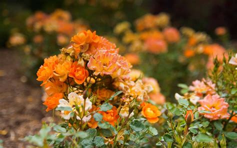 Orange Rose Garden MacBook Air Wallpaper Download | AllMacWallpaper