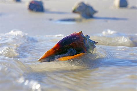 Fighting Conch on Beach Photograph by Robb Stan | Fine Art America