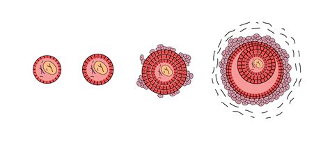 Ovulation - Understanding Ovulation to Get Pregnant