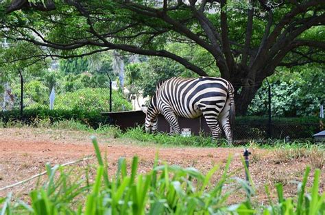 Honolulu Zoo - ATUALIZADO 2022 O que saber antes de ir - Sobre o que as pessoas estão falando ...