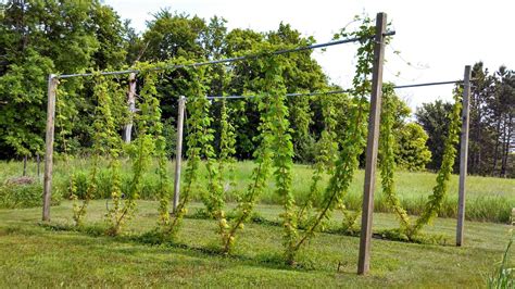 Fluke Brewing | Hops trellis, Hops vine, Permaculture gardening