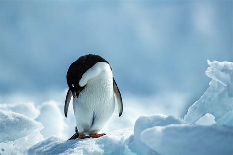 Wallpaper : animals, birds, ice, snow, penguins 2200x1467 - WallpaperManiac - 1594843 - HD ...