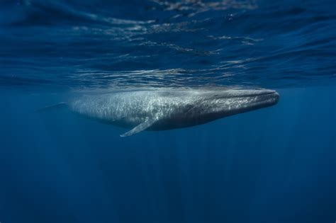 Baleia-azul - Biologia Marinha - InfoEscola