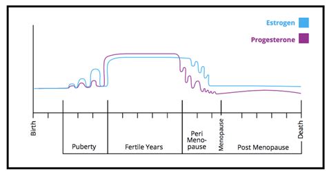 Female Hormone Lifecycle