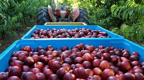 Stone fruit season suffering from extreme weather events and low ...