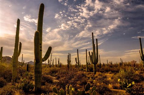 Cactus Desert Wallpaper 4K