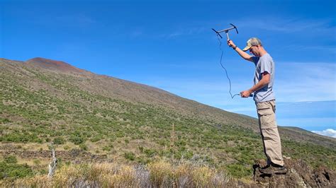 UH Hilo graduate student works to save critically endangered palila songbird on Maunakea – UH ...