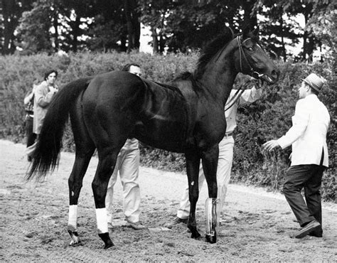 RUFFIAN | Horses, Horse racing, Racehorse