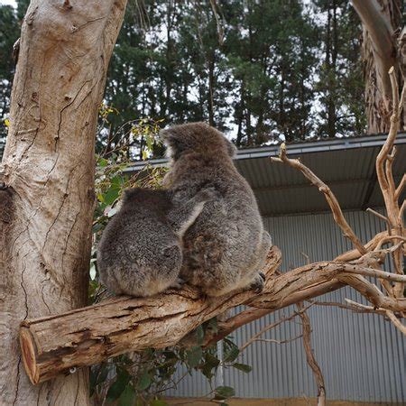 Kangaroo Island Wildlife Park (Seddon) - 2019 All You Need to Know Before You Go (with Photos ...