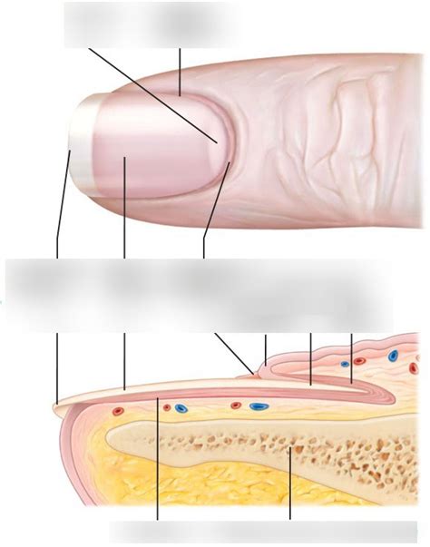 Nail Anatomy Diagram Diagram | Quizlet