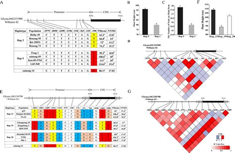 Haplotype analysis of the candidate gene. (A) Haplotype analysis of ...