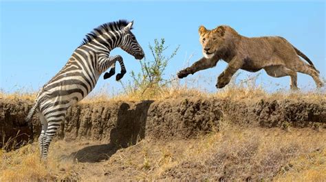 Lion Hunting Zebra Fail Poor Zebra Are Seriously Injured & Very Painful - Amazing Videos - YouTube