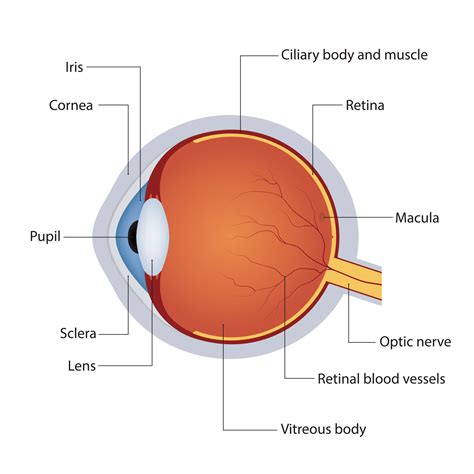 Structure Of Anatomy Human Eye Detailed Diagram Of Eyeball Side View ...