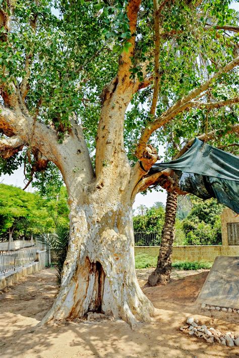 The Sycamore Fig in Israel • Private Guided Tours In Israel