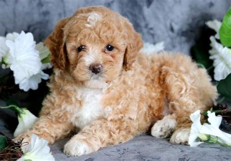 Toy Poodle Puppies for Sale - Keystone Puppies