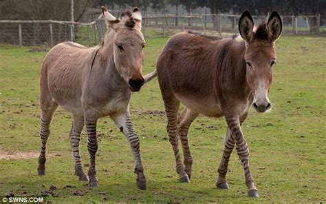 The strangest zoo in Britain? See a zedonk, a zorse and a Zonkey as ...