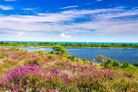 studland dorset 2017-07-13 055 - UK Landscape Photography