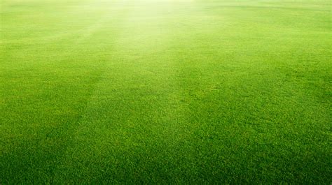 Free download Grass Field Green Grass Background Lawn Background Stock ...