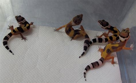 Leopard Gecko babies - Twin Cities Reptiles