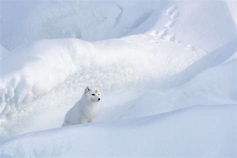 Graban por primera vez a un oso polar cazando y comiéndose un reno