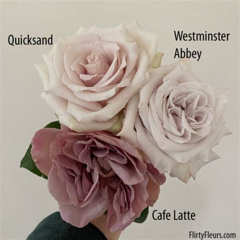 Rose Color Study – Dusty Mauve Roses – Flirty Fleurs The Florist Blog ...