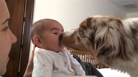 Dog kisses baby - YouTube