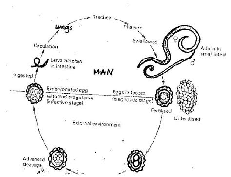 Roundworms Life Cycle In Humans