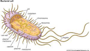 Tuberculosis Bacteria Structure