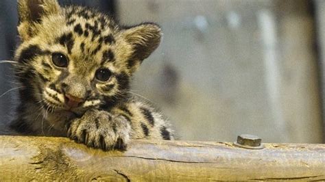 Clouded leopard cubs make Paris zoo debut - BBC News