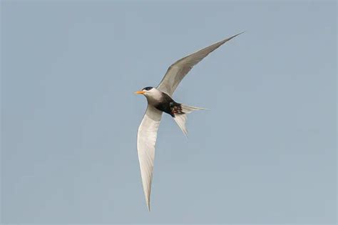 Black-bellied tern - Facts, Diet, Habitat & Pictures on Animalia.bio