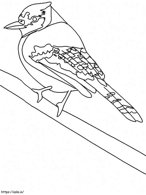 Blue Jay With Tags coloring page