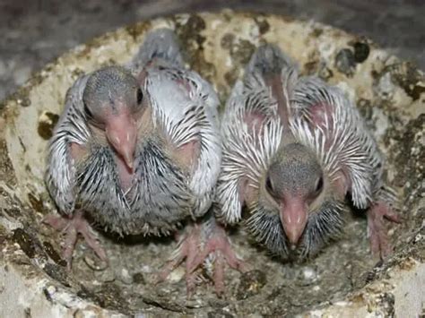 Pigeon Age Chart: Easily Calculate A Baby Pigeon’s Age – Pigeonpedia