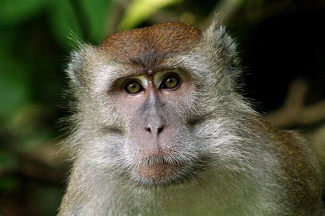 Free Makak Monkey Stock Photo - FreeImages.com