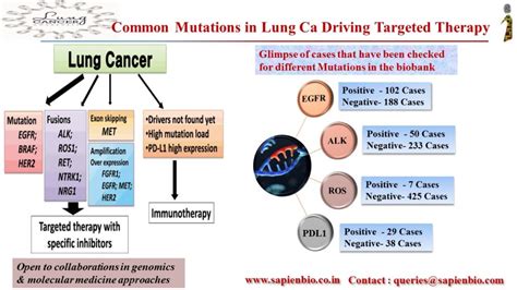 Mutations in Lung Cancer Driving Targeted Therapy – Sapien Biosciences