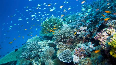 Australia's Great Barrier Reef Is Not Dead...Yet | Condé Nast Traveler