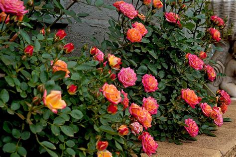 15 of the Best Miniature Teacup Roses | Gardener’s Path