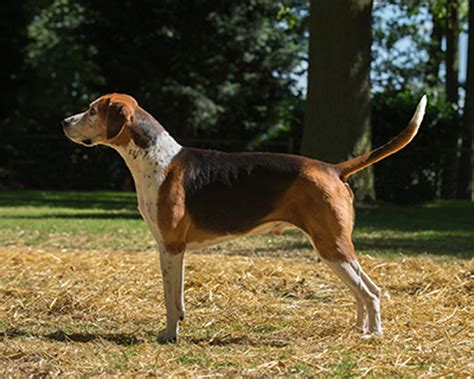 Foxhound | Breeds A to Z | The Kennel Club