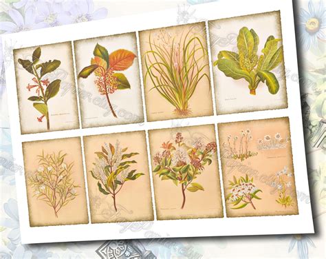 The Native Flowers of New Zealand Set of 200 ATC Cards - Etsy