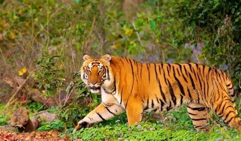 8 Best Wildlife Sanctuaries & National Parks in Uttarakhand